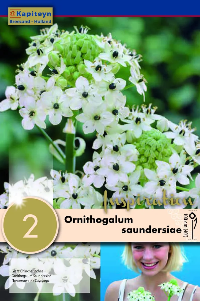 HIID-LINNUPIIM KAPITEYN 2TK PAKIS