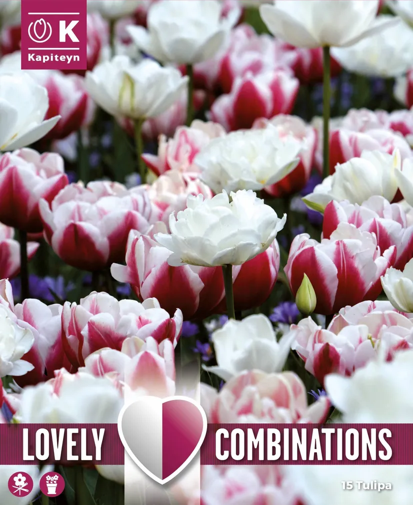 LILLESIBULATEKOMPL. TOPLETÕIELINE TULP 15TK