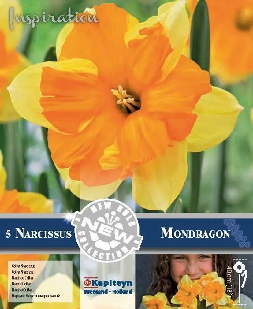 LILLESIBUL KAPITEYN TROMPETNARTSISS "MONDRAGON" 5TK PAKIS