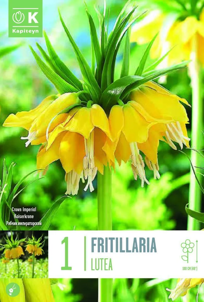 LILLESIBUL KAPITEYN KÕRGE PÜVILILL "LUTEA" 1TK PAKIS
