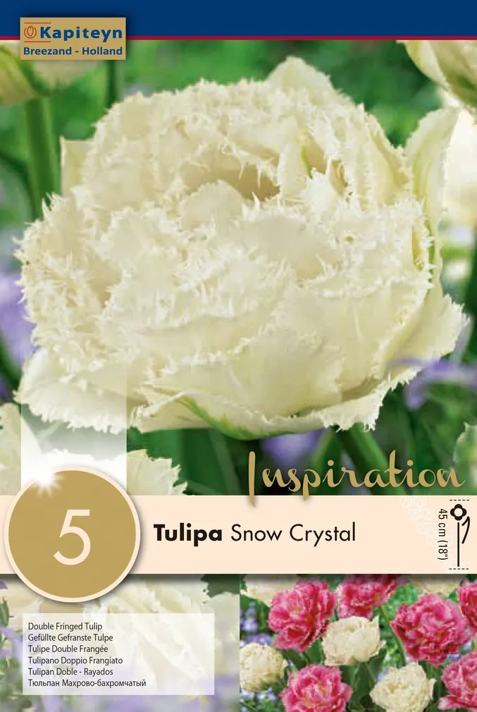 LILLESIBUL KAPITEYN TÄIDIS-NARMASÕIELINE TULP "SNOW CRYSTAL" 5TK PAKIS