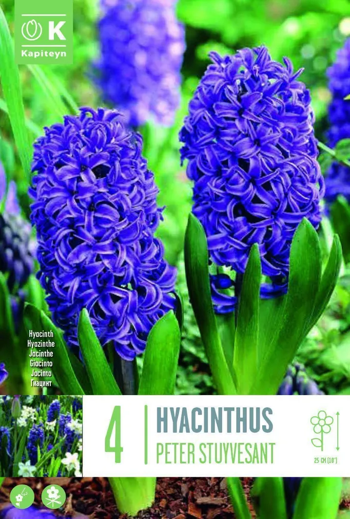 LILLESIBUL KAPITEYN HÜATSINT "PETER STUYVESANT" 4TK PAKIS