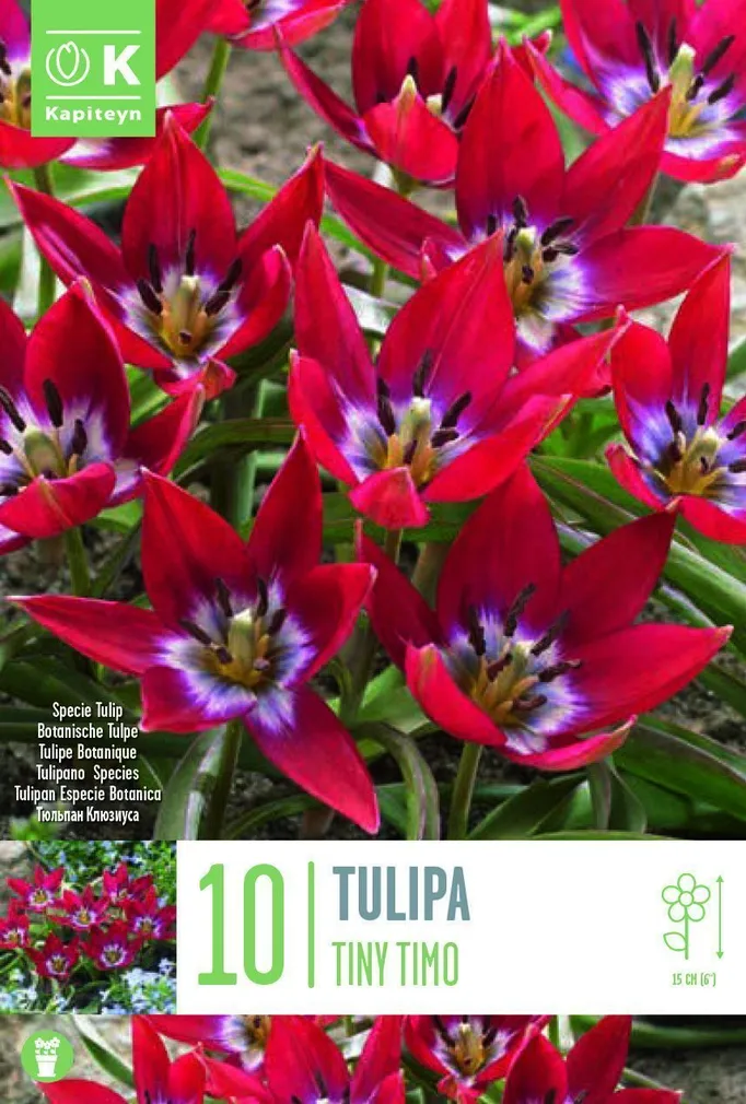 LILLESIBUL KAPITEYN TULP "TINY TIMO" 10TK PAKIS