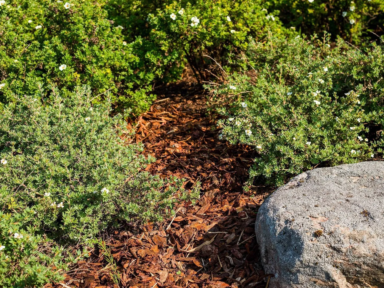 MÄNNIKOOREMULTŠ BALTIC BARK 15-50MM 50L