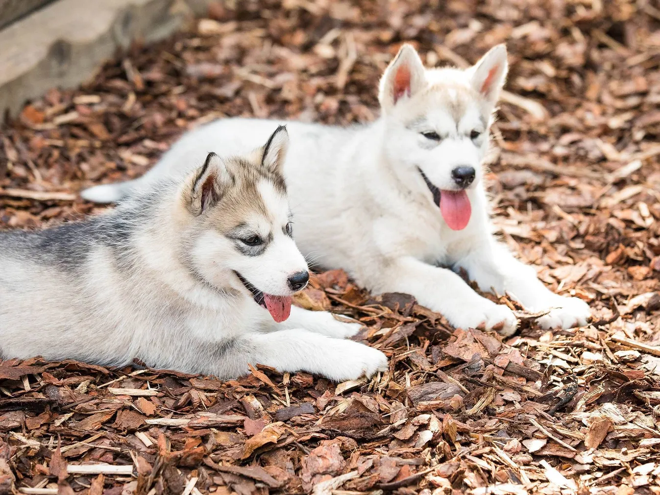 MÄNNIKOOREMULTŠ BALTIC BARK 15-50MM 50L