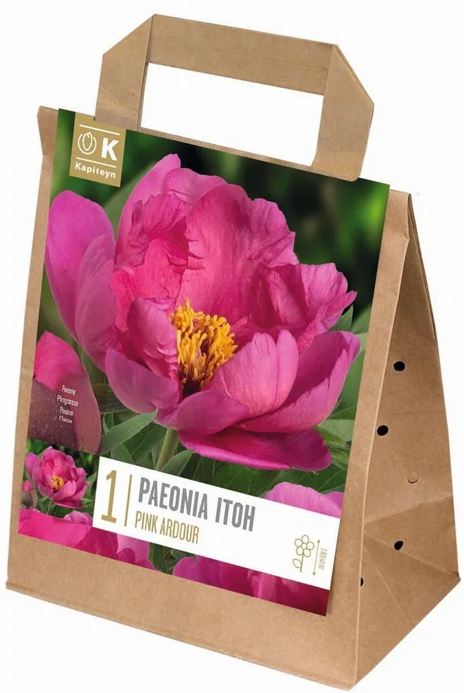 ITOH POJENG KAPITEYN "PINK ARDOUR" 1TK PAKIS