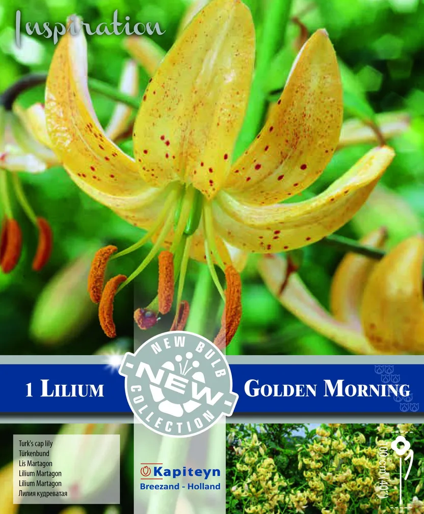 KIRJU LIILIA KAPITEYN "GOLDEN MORNING" 1TK PAKIS