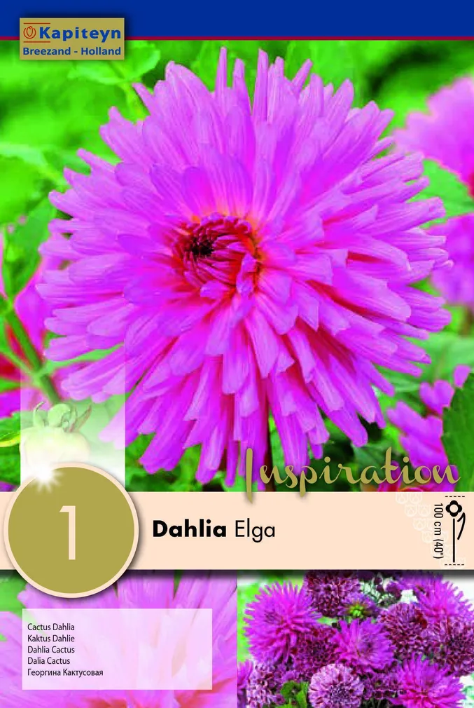 DAALIA KAPITEYN "ELGA" 1TK PAKIS