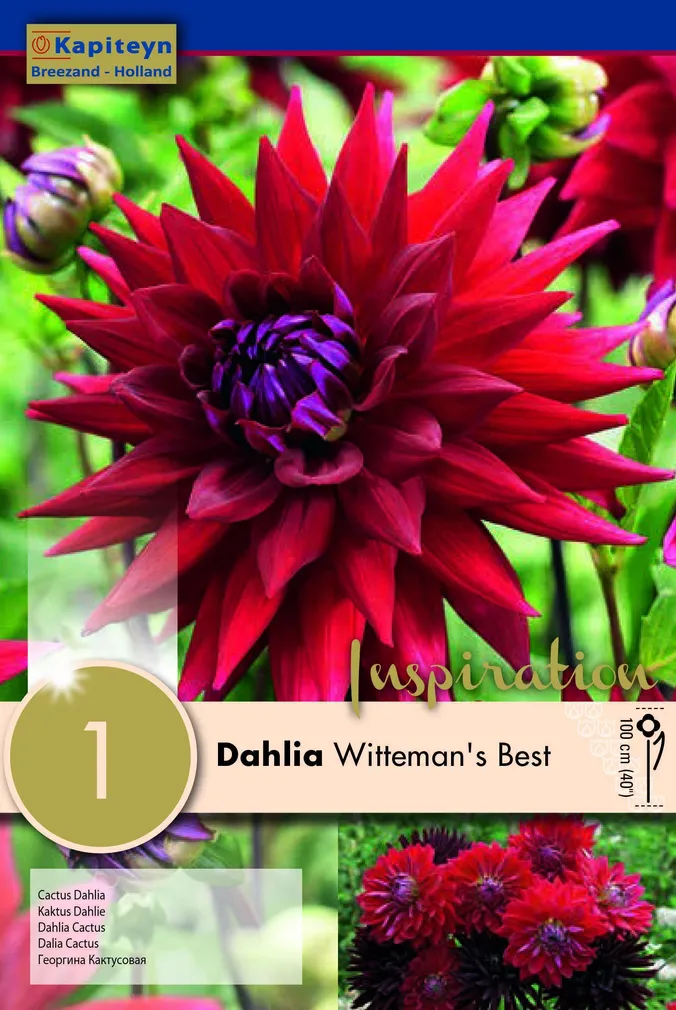 DAALIA KAPITEYN "WITTEMAN'S BEST" 1TK PAKIS