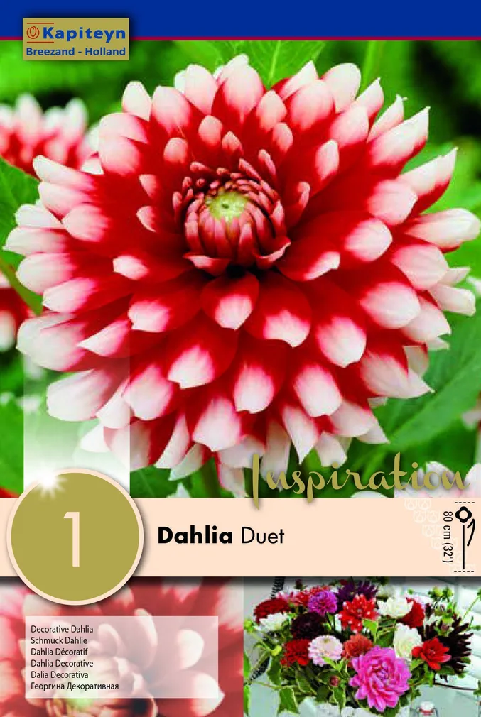 DAALIA KAPITEYN "DUET" 1TK PAKIS