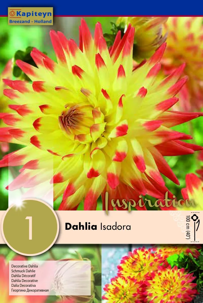 DAALIA KAPITEYN "ISADORA" 1TK PAKIS