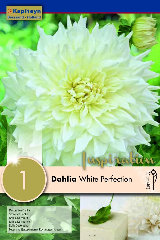 DAALIA KAPITEYN "WHITE PERFECTION" 1TK PAKIS