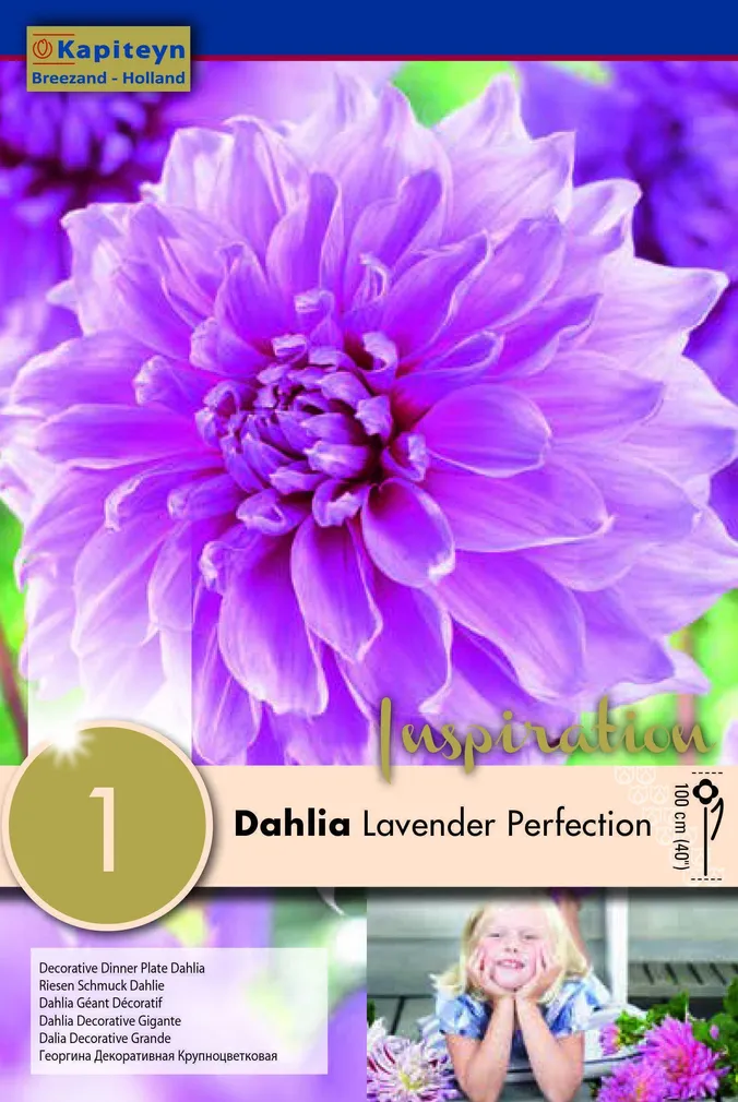 DAALIA KAPITEYN "LAVENDER PERFECTION" 1TK PAKIS