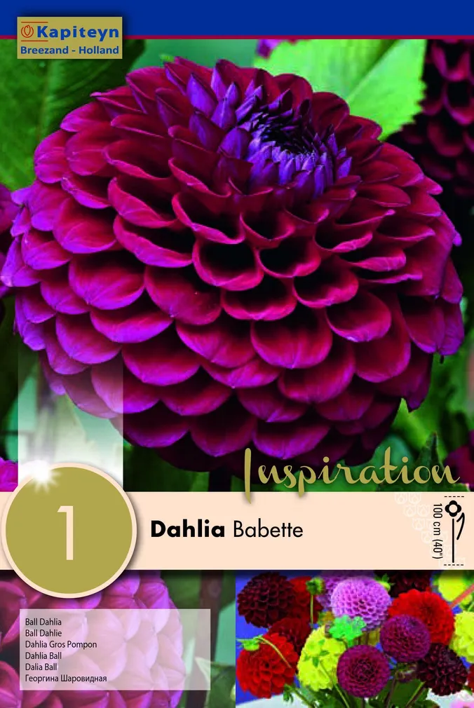 DAALIA KAPITEYN "BABETTE" 1TK PAKIS