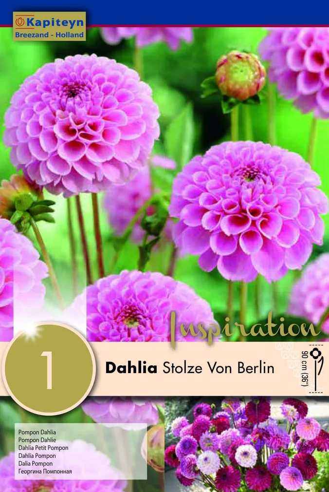 DAALIA KAPITEYN "STOLZE VON BERLIN" 1TK PAKIS