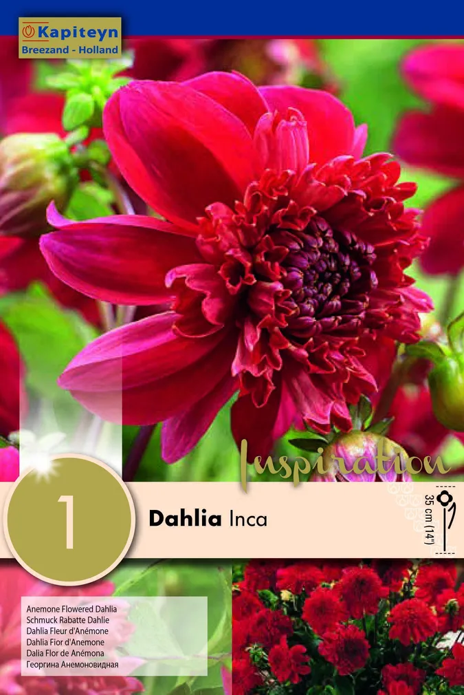 DAALIA KAPITEYN "INCA" 1TK PAKIS