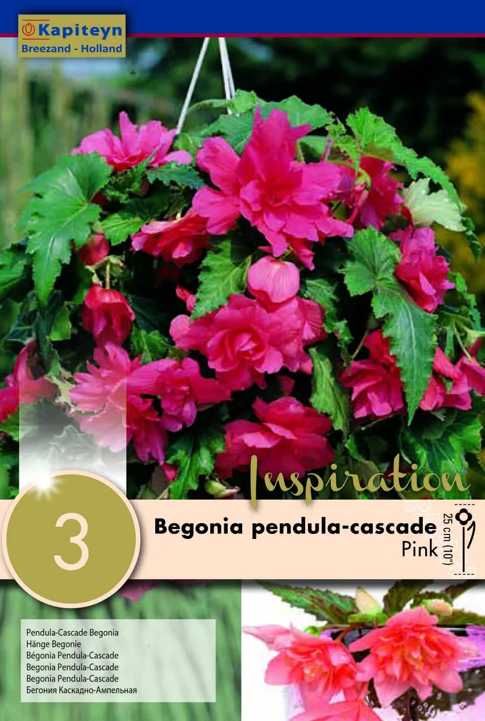 RIPPBEGOONIA KAPITEYN ROOSA 3TK PAKIS