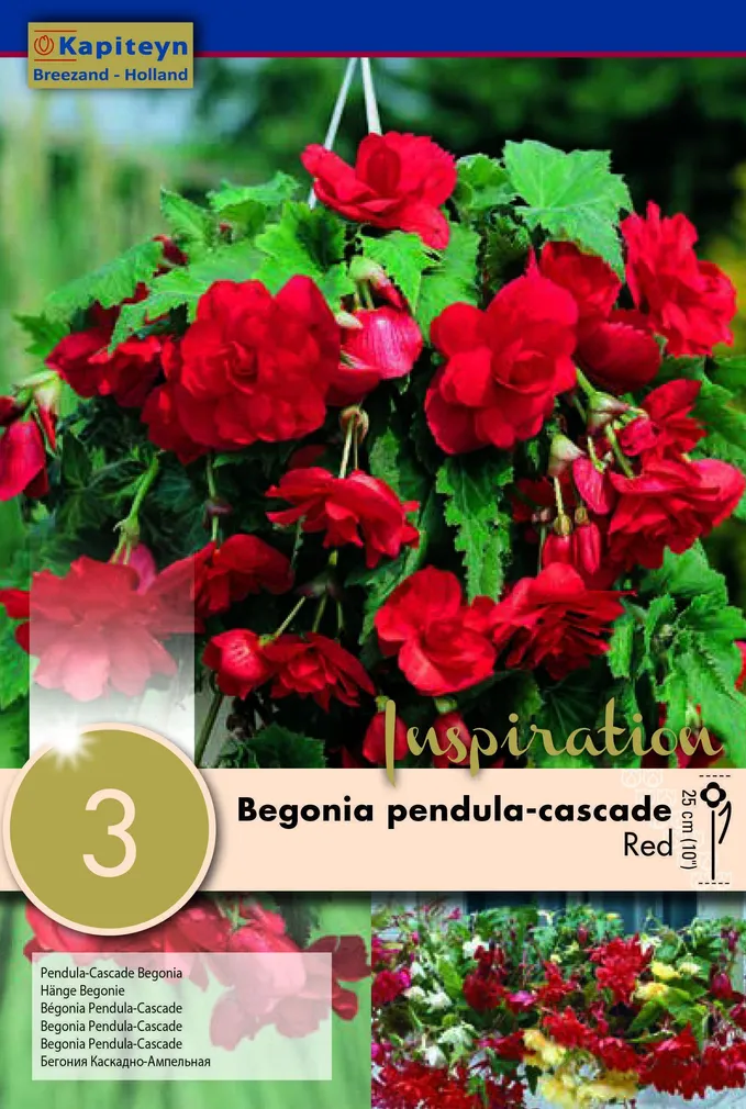 RIPPBEGOONIA KAPITEYN PUNANE 3TK PAKIS