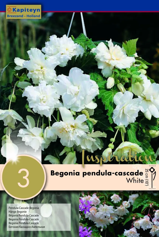 RIPPBEGOONIA KAPITEYN VALGE 3TK PAKIS