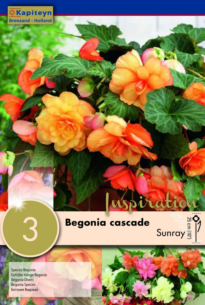 RIPPBEGOONIA KAPITEYN "SUNRAY" 3TK PAKIS