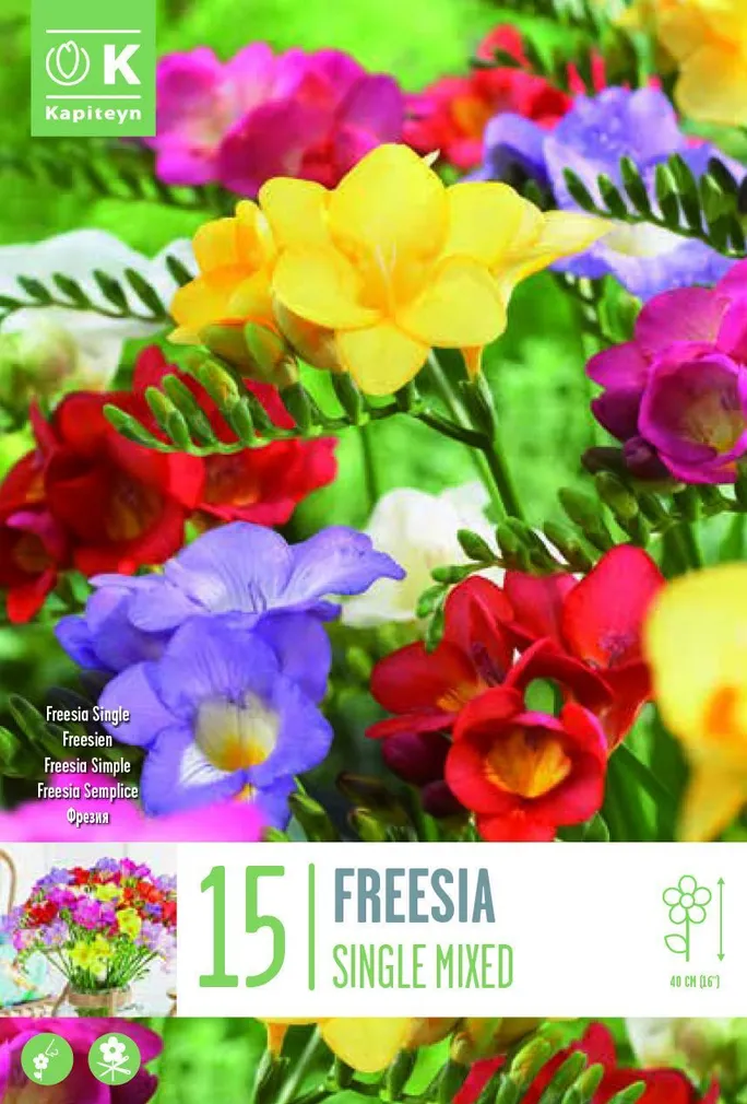 FREESIA SEGU KAPITEYN 15TK PAKIS