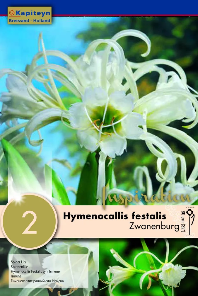 PIDULIK KOIBIKLIILIA KAPITEYN "ZWANENBURG" 2TK PAKIS