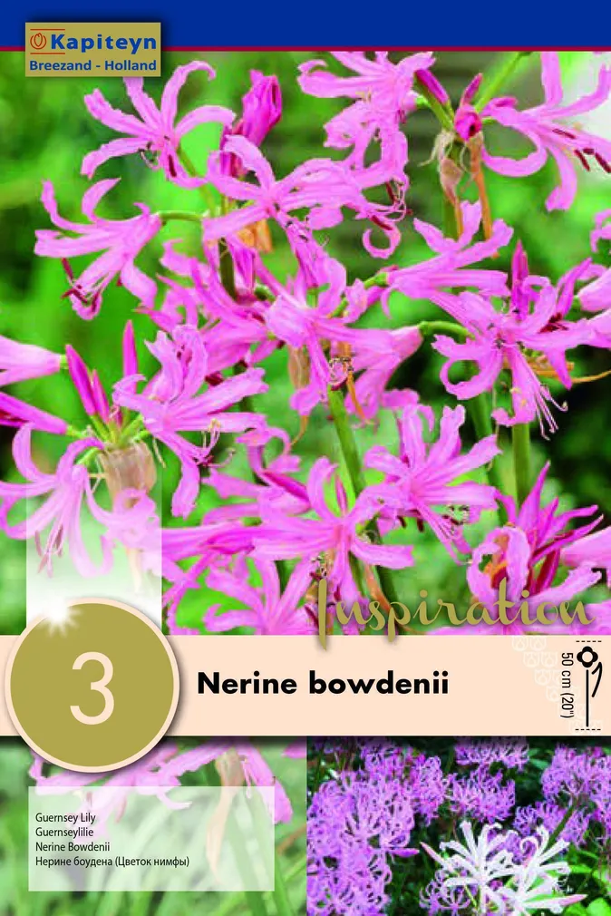 SUUREÕIELINE NÄKILILL KAPITEYN 3TK PAKIS