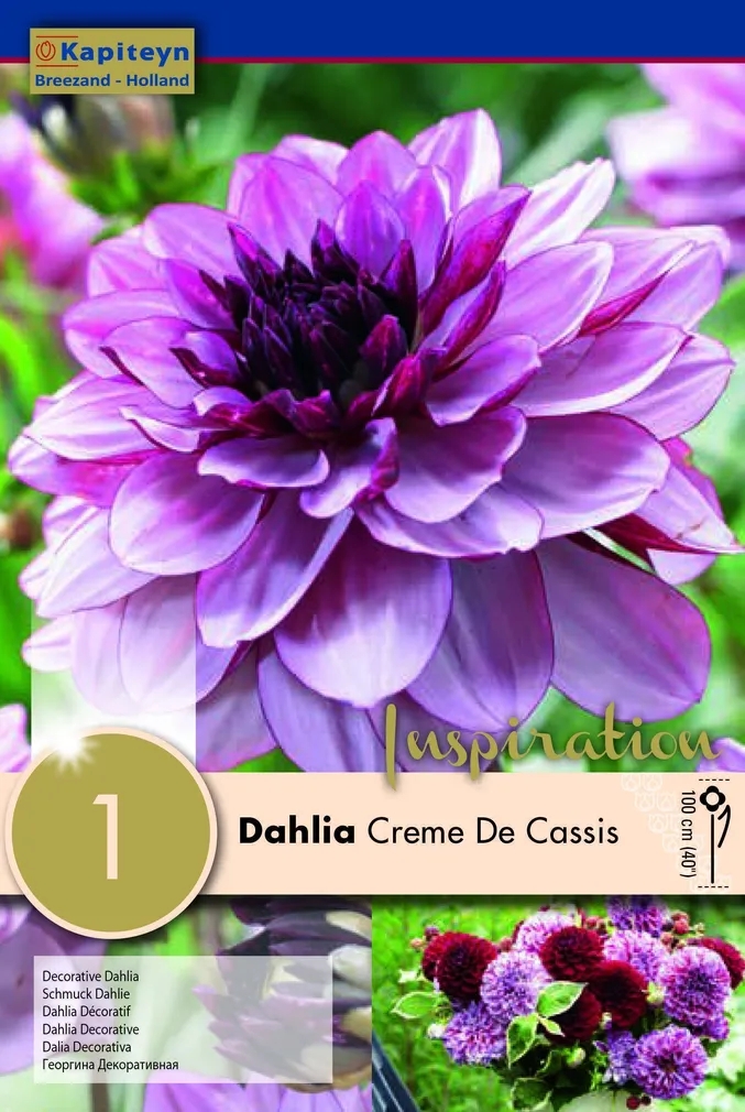 DAALIA KAPITEYN "CREME DE CASSIS" 1TK PAKIS