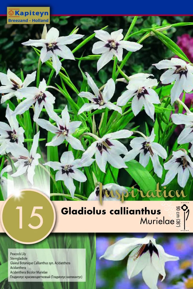 LÕHNAV GLADIOOL KAPITEYN 15TK PAKIS