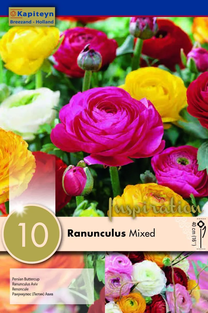 AASIA TULIKAS SEGU KAPITEYN 10TK PAKIS