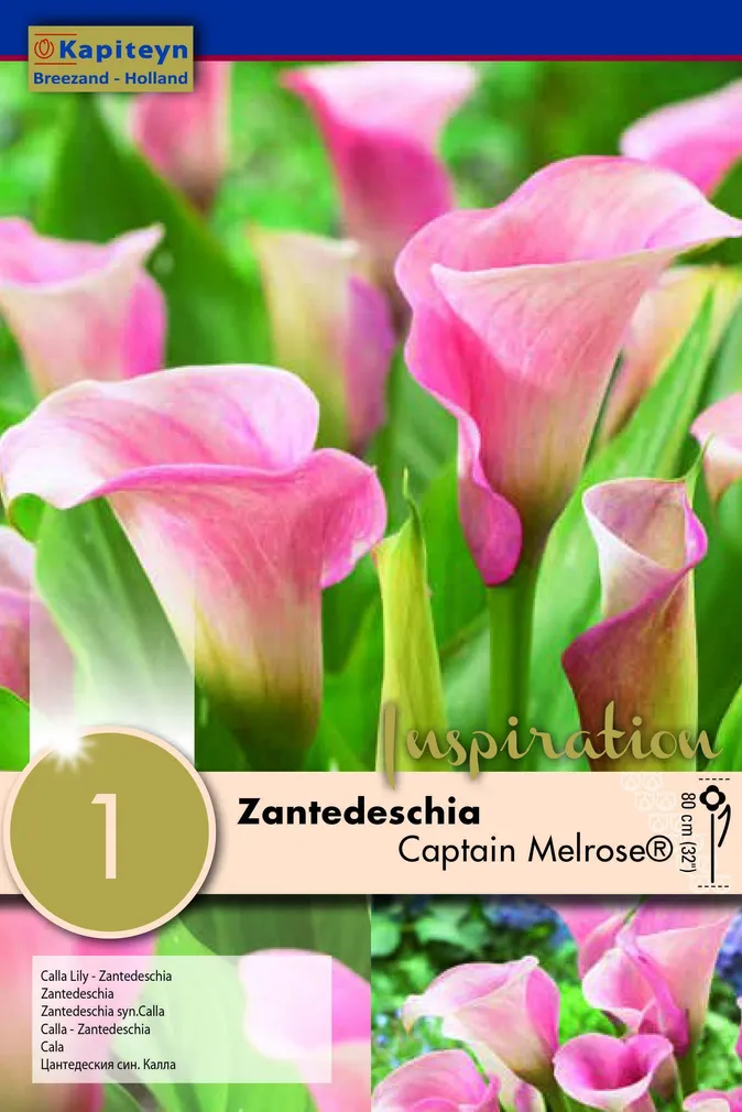 KALLA KAPITEYN "CAPTAIN MELROSE®" 1TK PAKIS