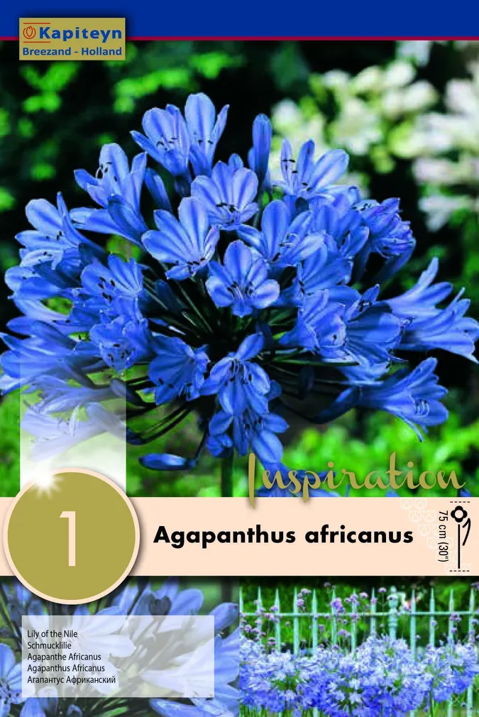 AAFRIKA LEMBELIILIA KAPITEYN 1TK PAKIS