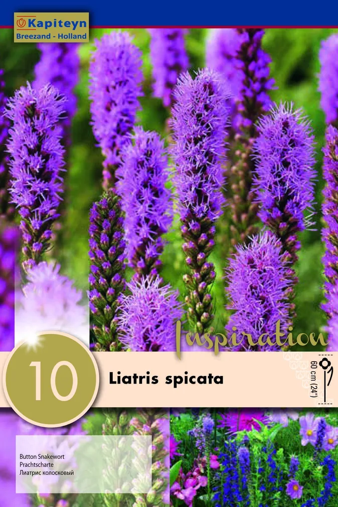 TÄHKJAS LIATRIS KAPITEYN 10TK PAKIS
