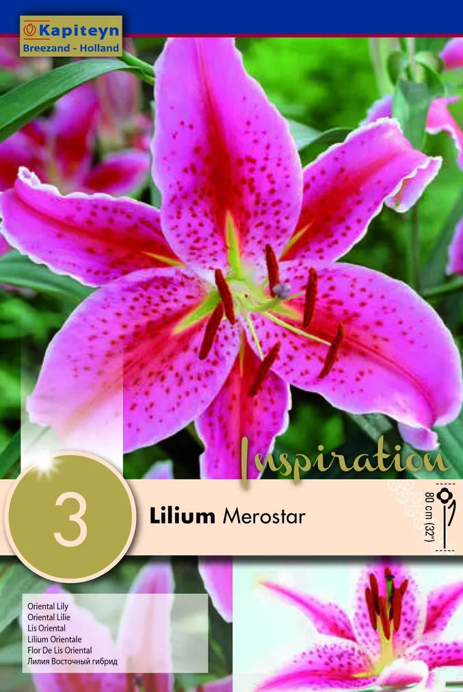 IDALIILIA KAPITEYN "MEROSTAR" 3TK PAKIS