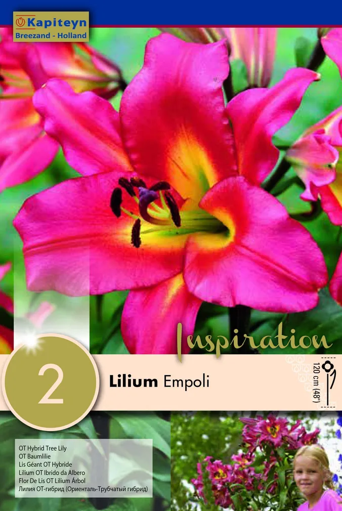 TROMPETLIILIA KAPITEYN "EMPOLI" 2TK PAKIS
