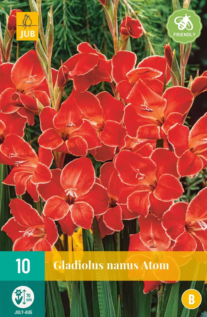 GLADIOOL ATOM 10TK