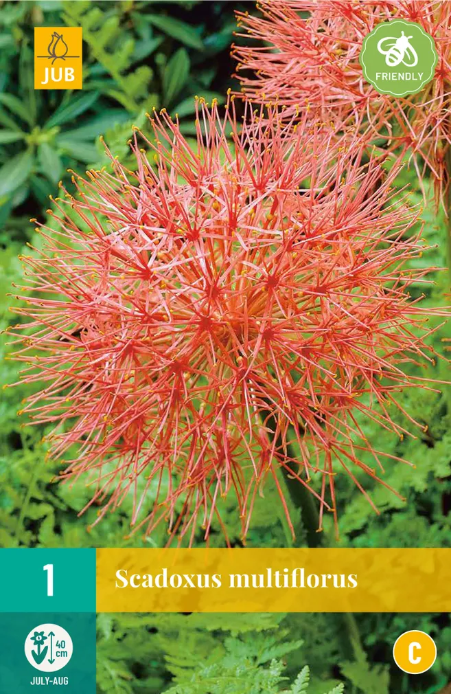 LILLESIBUL KATERIINA VERILILL 1TK