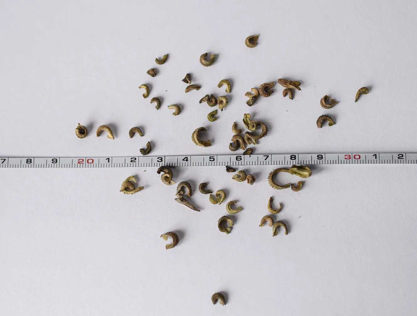 SAIALILL ÖKO EERIKSAARE MAHE 5G