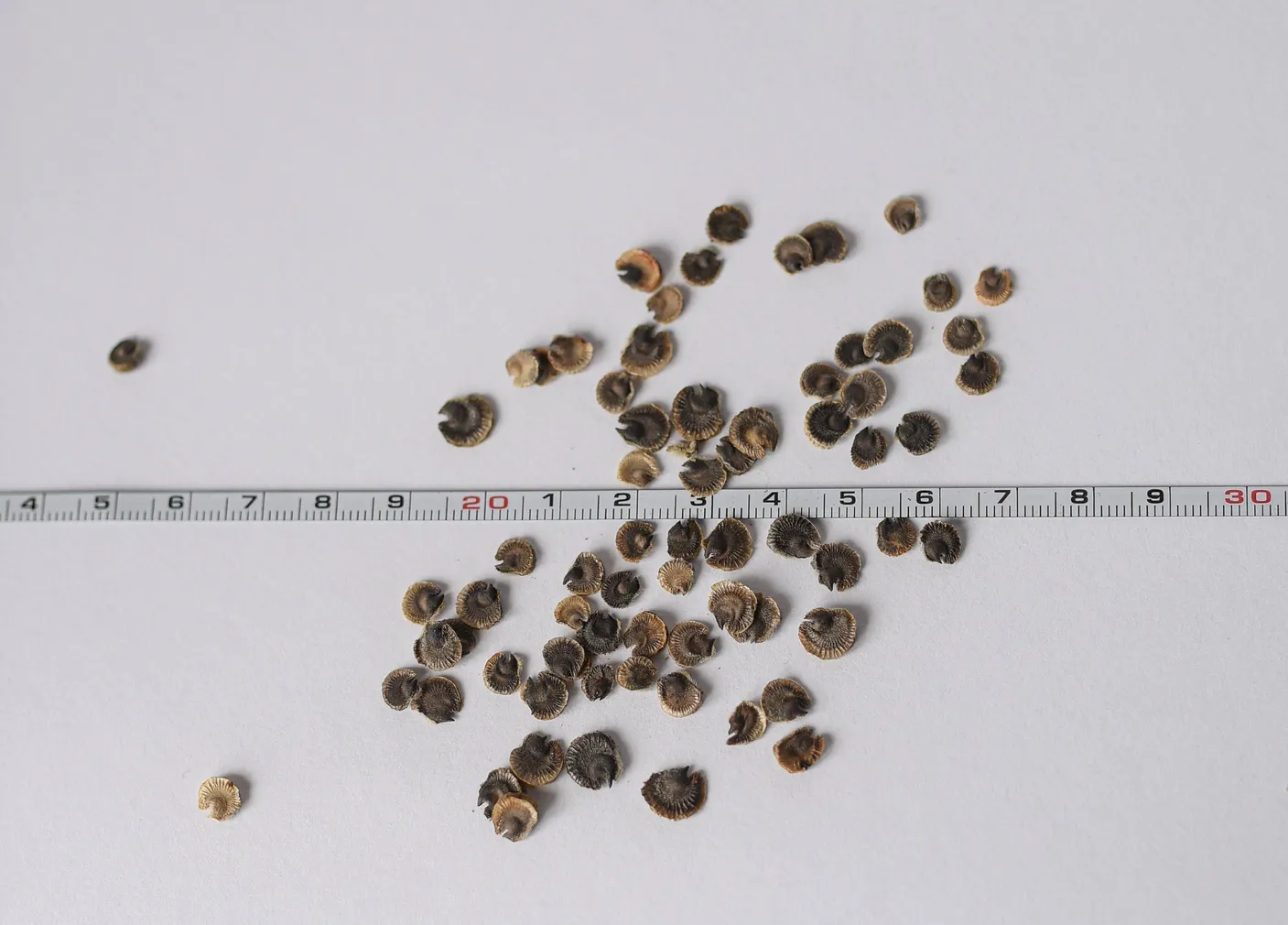 MUST KASSINAERIS ÖKO EERIKSAARE MAHE 3G