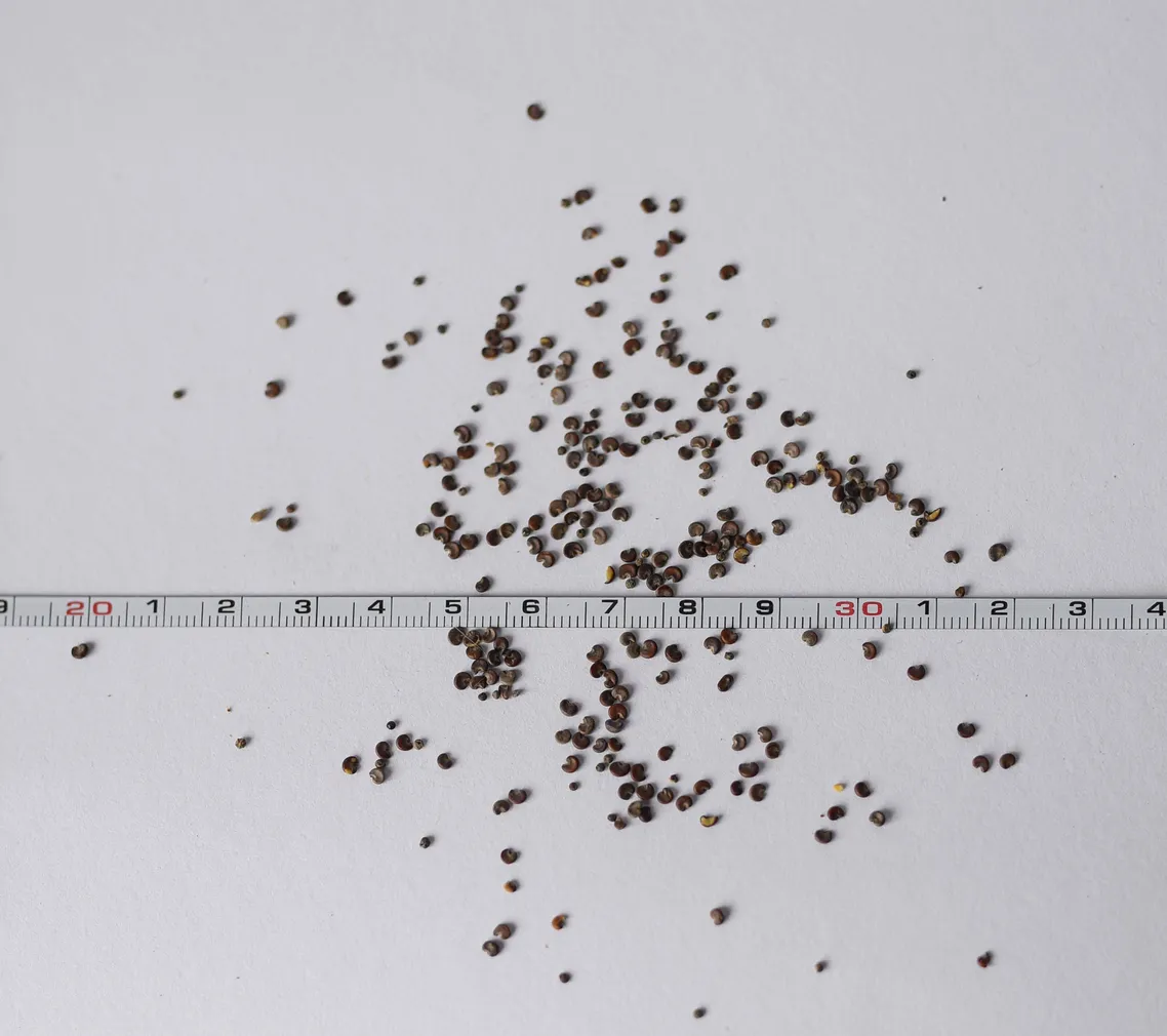 HARILIK ALLTEE EERIKSAARE MAHE 5G