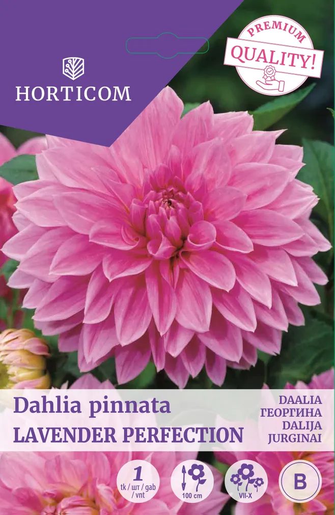 DAALIA LAVENDER PERFECTION