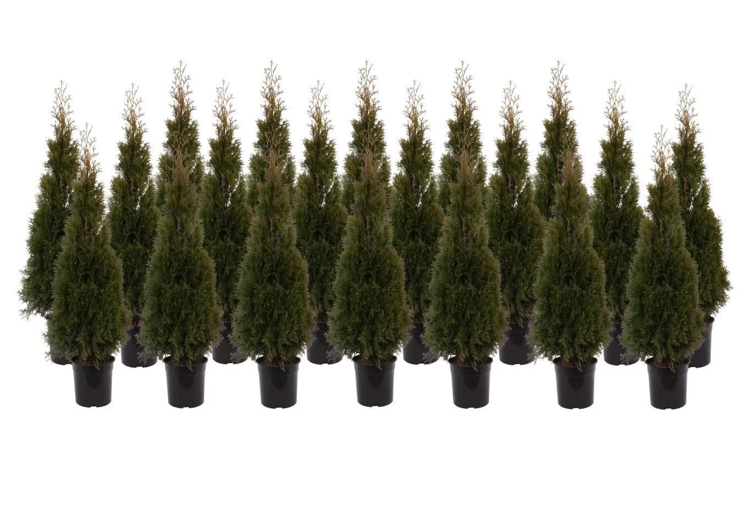 ELUPUU SMARAGD 120-140CM POTIS KASVANUD 20TK ALUSEL