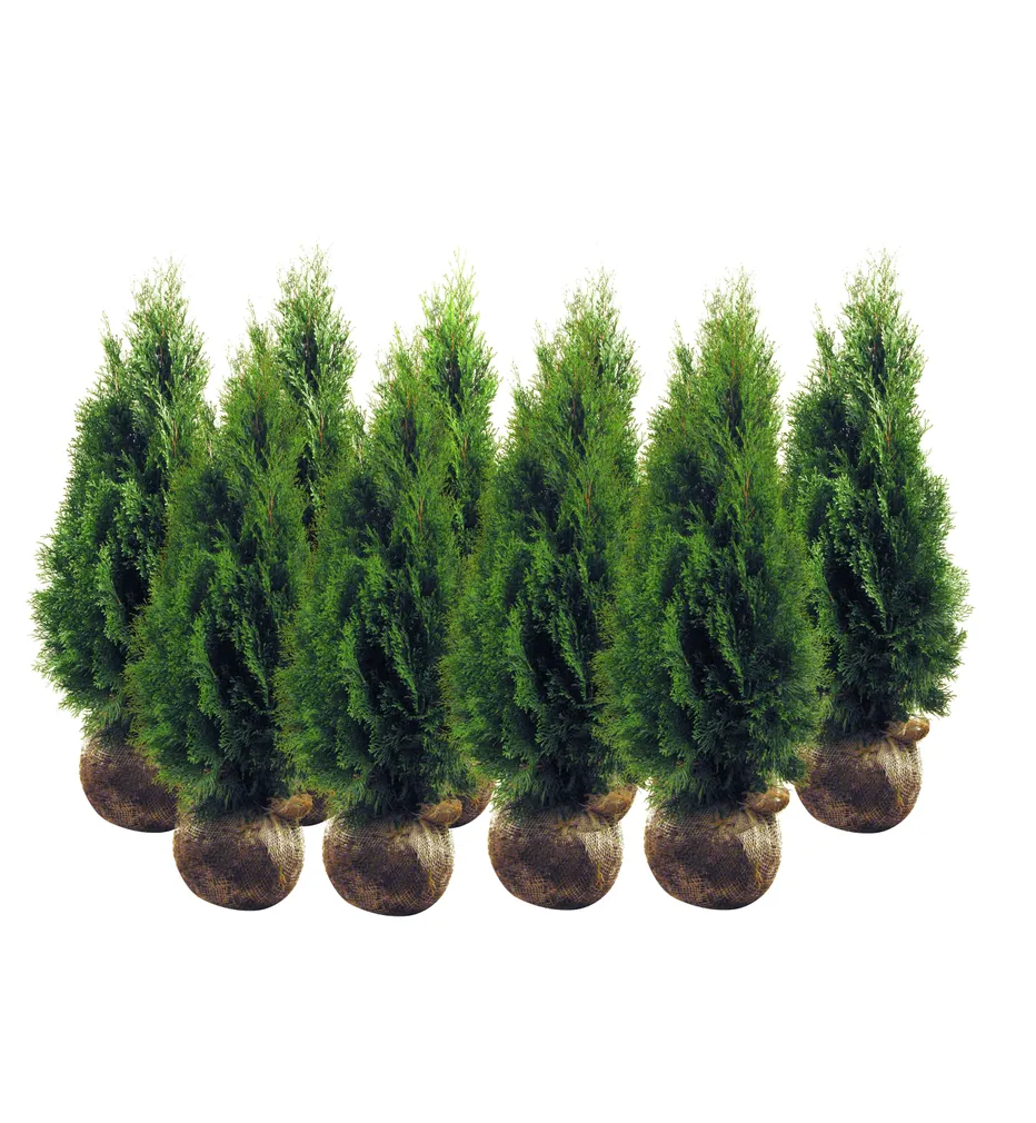 ELUPUU "SMARAGD" MULLAPALLIGA 120+CM, 10TK ALUSEL