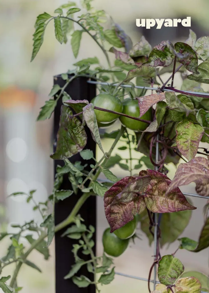 KINNITUS KASVULAVALE UPYARD, MUST