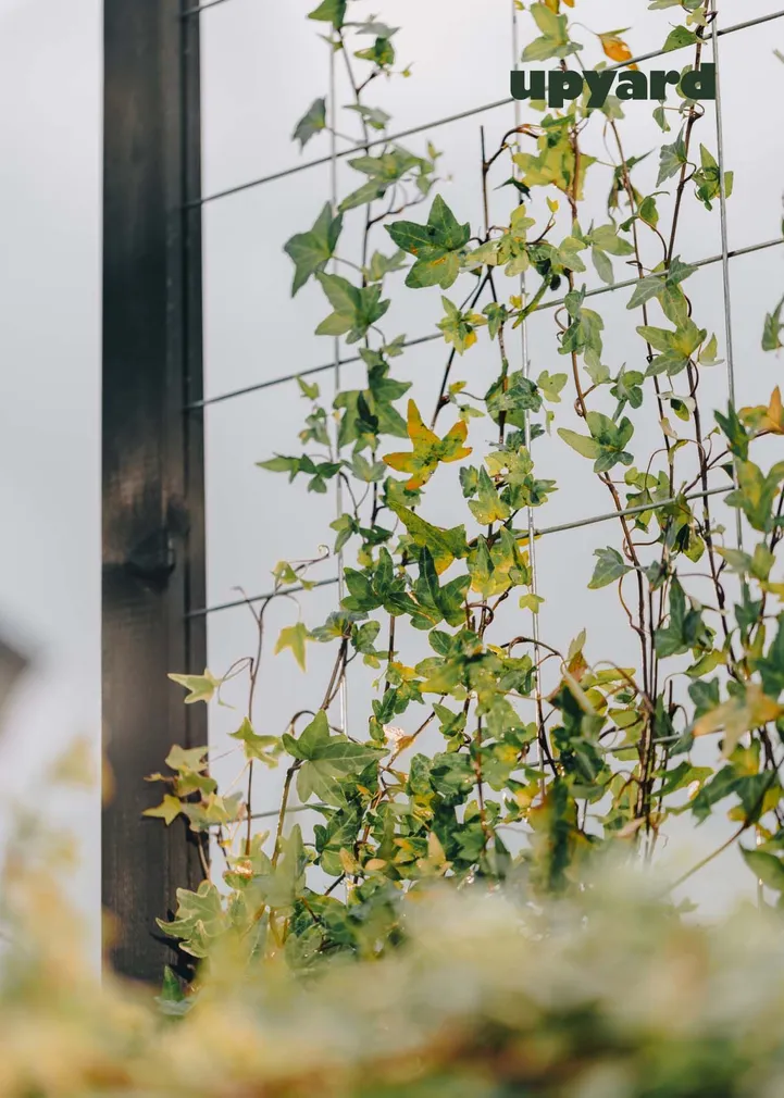 KINNITUS KASVULAVALE UPYARD, MUST