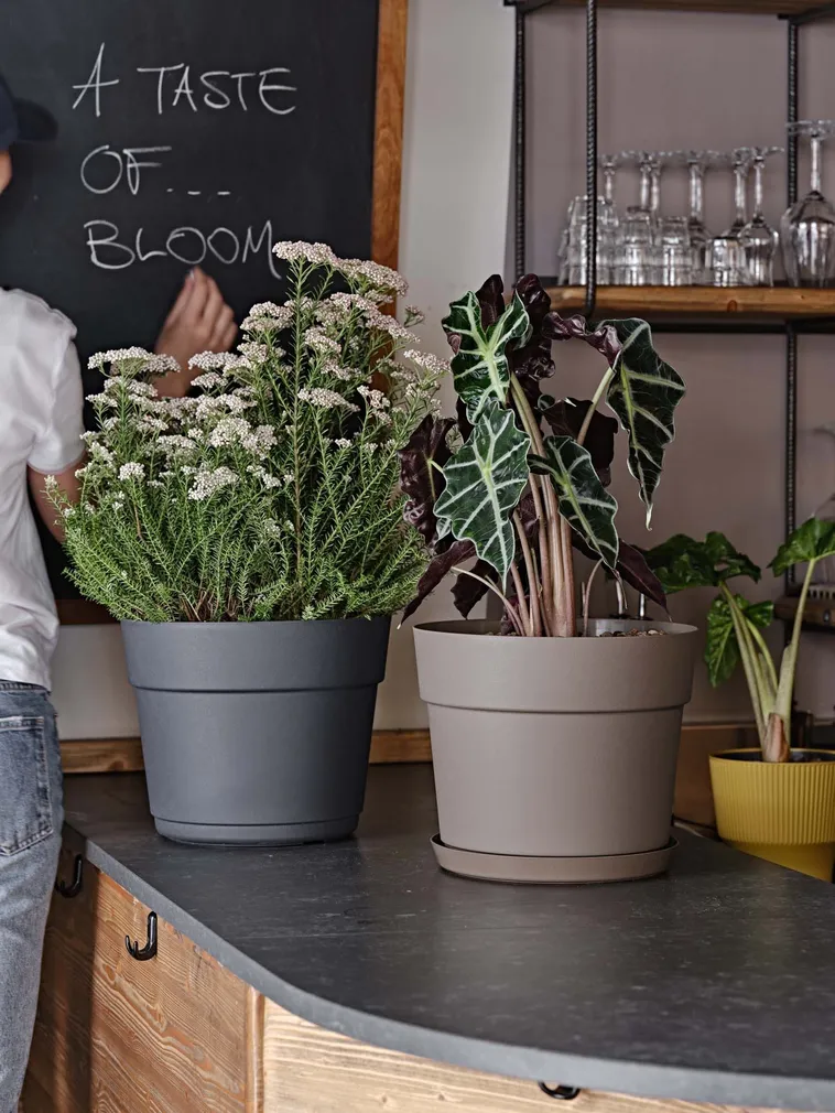 LILLEPOTT BLOOM TUMEHALL Ø19CM