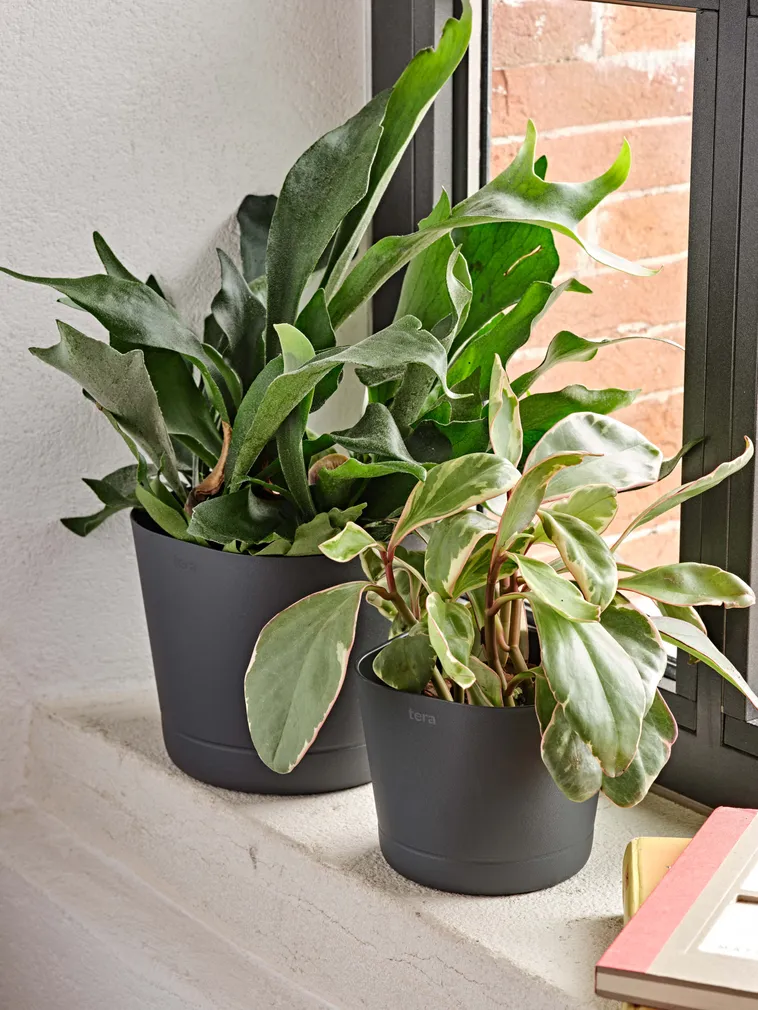 LILLEPOTT COLORADO TUMEHALL Ø25CM