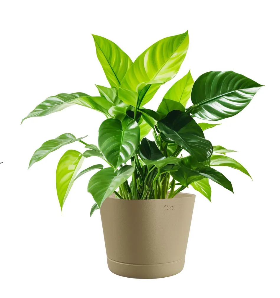 LILLEPOTT COLORADO BEEŽ Ø15CM