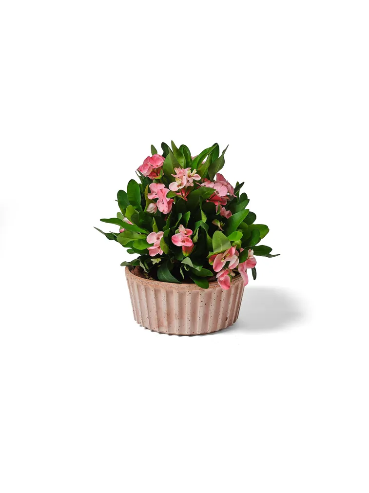 LILLEPOTT MODICA GALESTRO Ø26CM