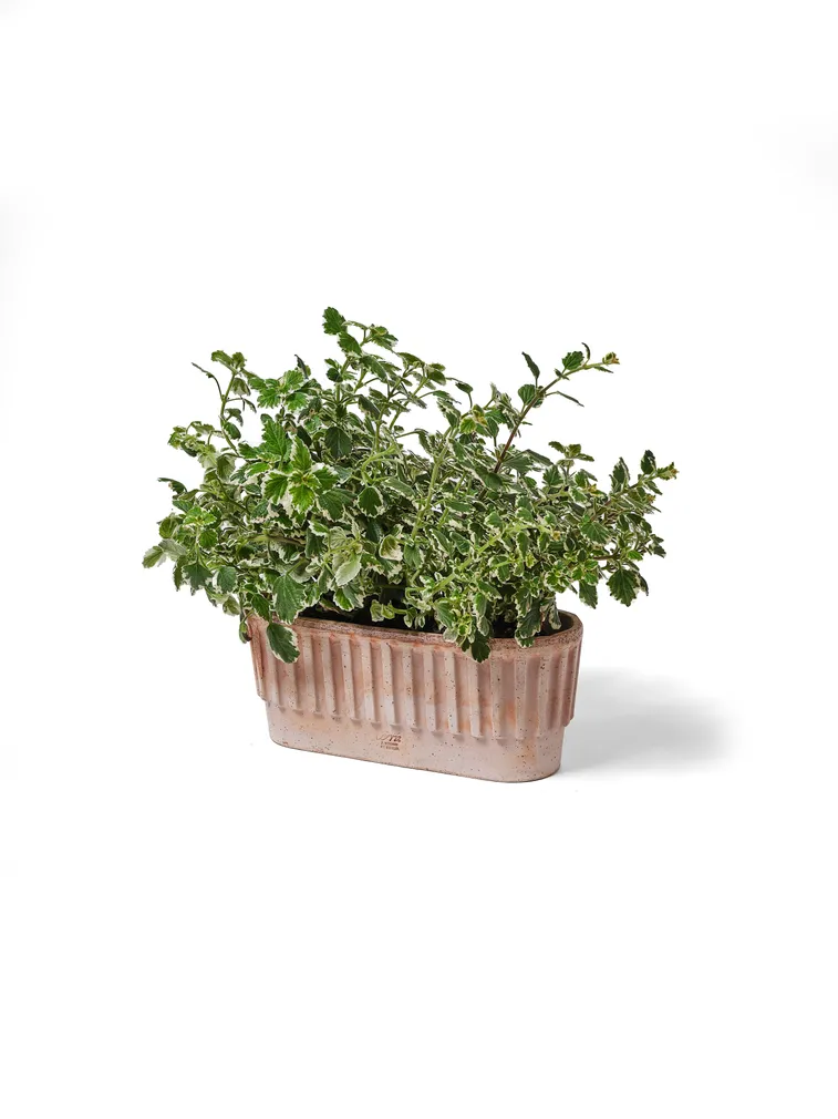 LILLEPOTT TAORMINA GALESTRO 13X33CM